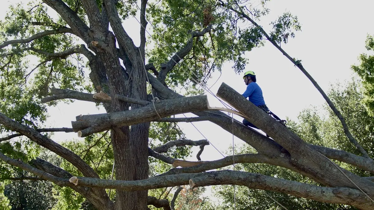 Professional Crown Thinning performed by certified arborists in Lakin