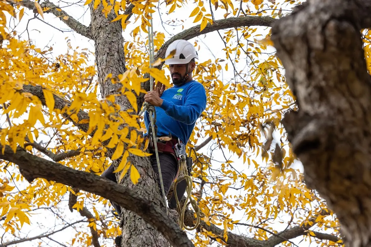 Skilled Tree Trimming crew working in Lakin